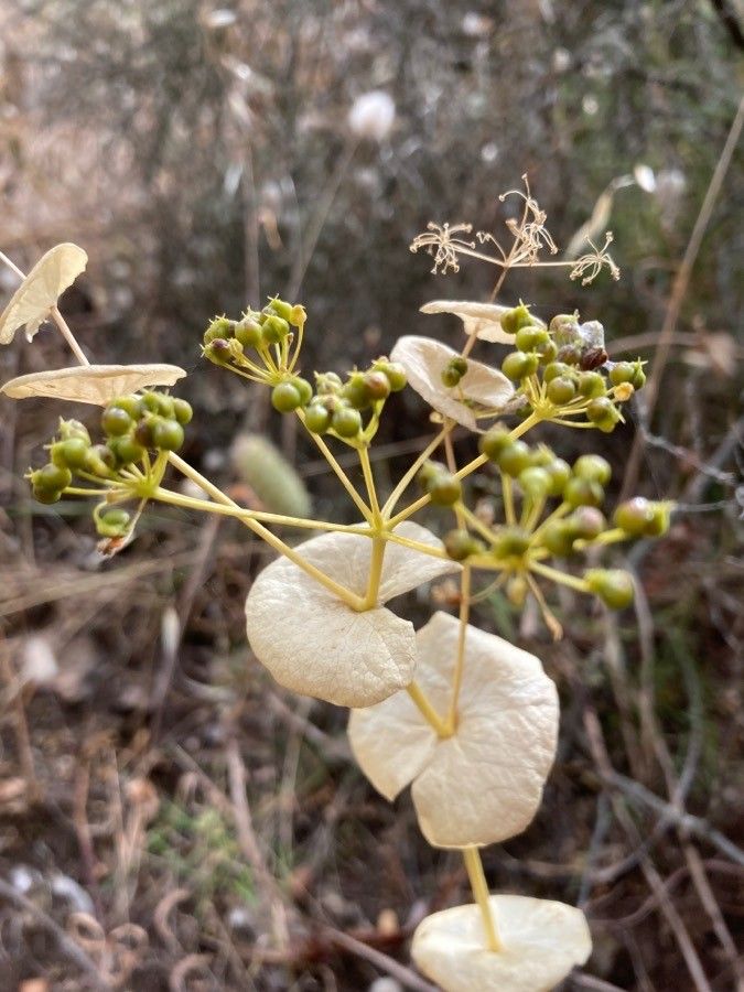 Smyrnium perfoliatum fruit