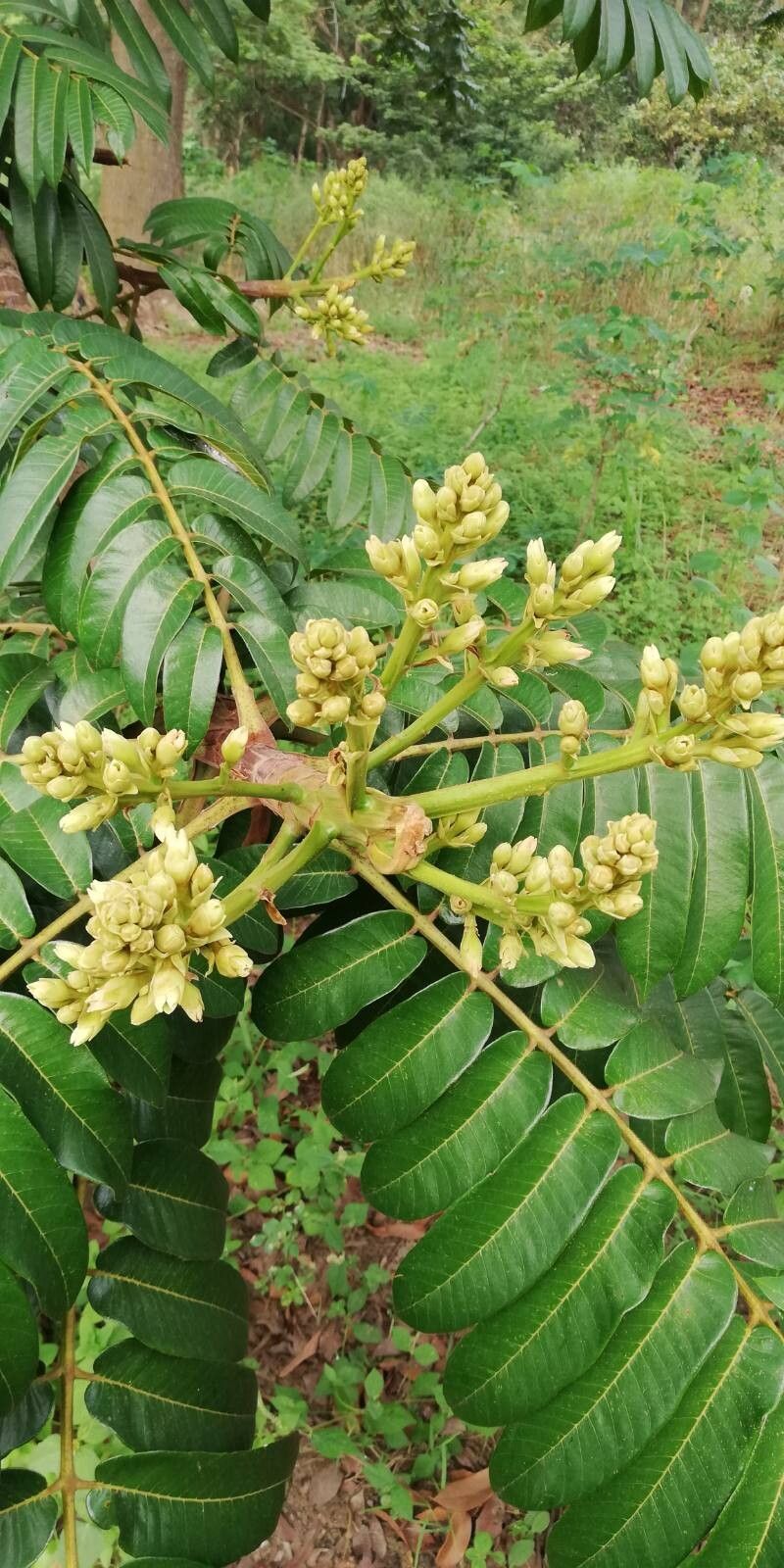 Canarium schweinfurthii flower
