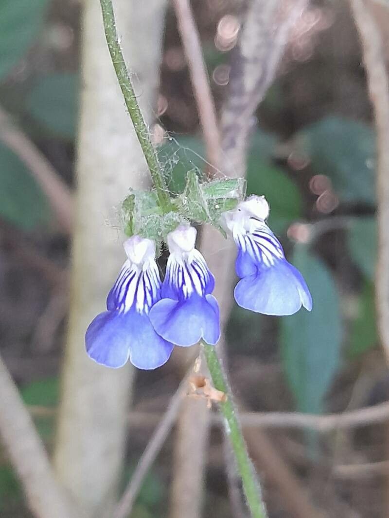 Salvia procurrens flower