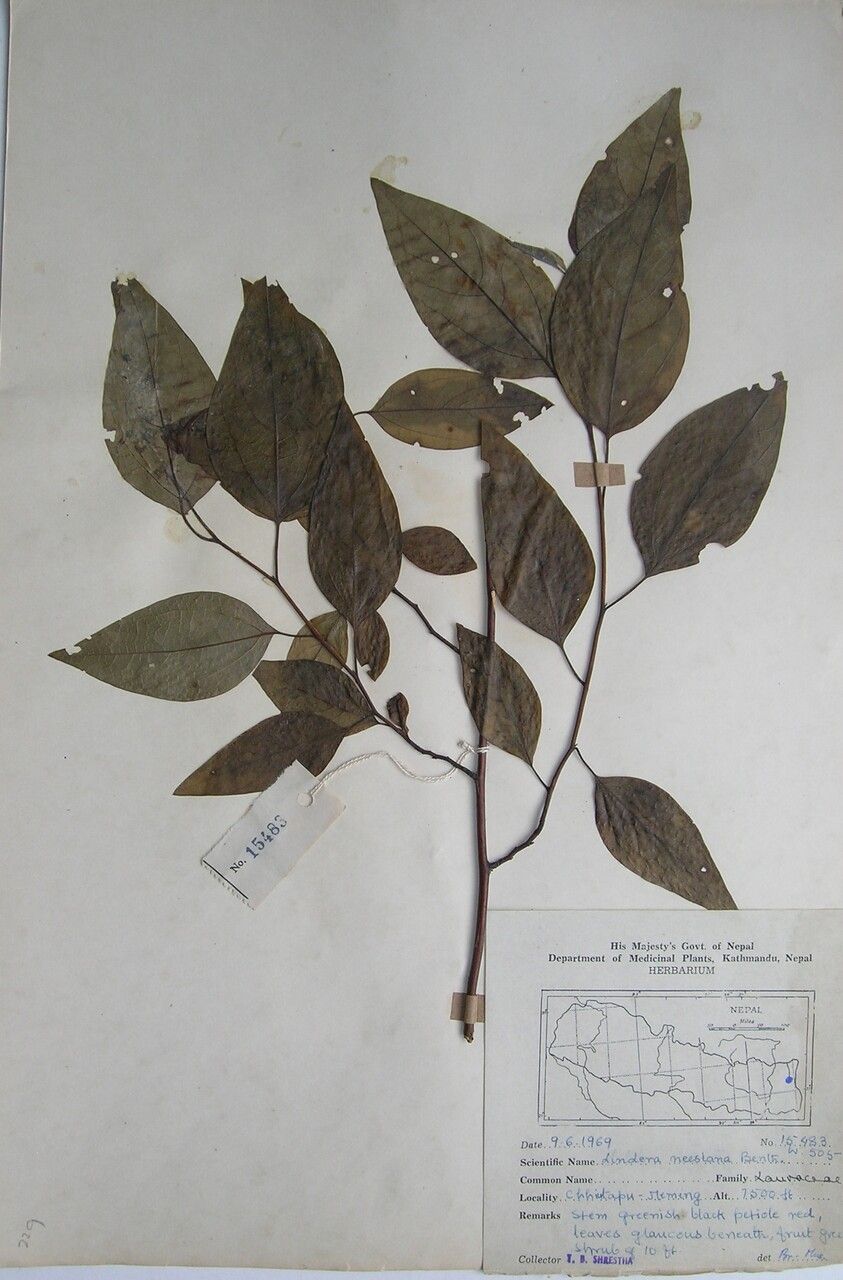 Lindera neesiana — search result for 'Lindera'