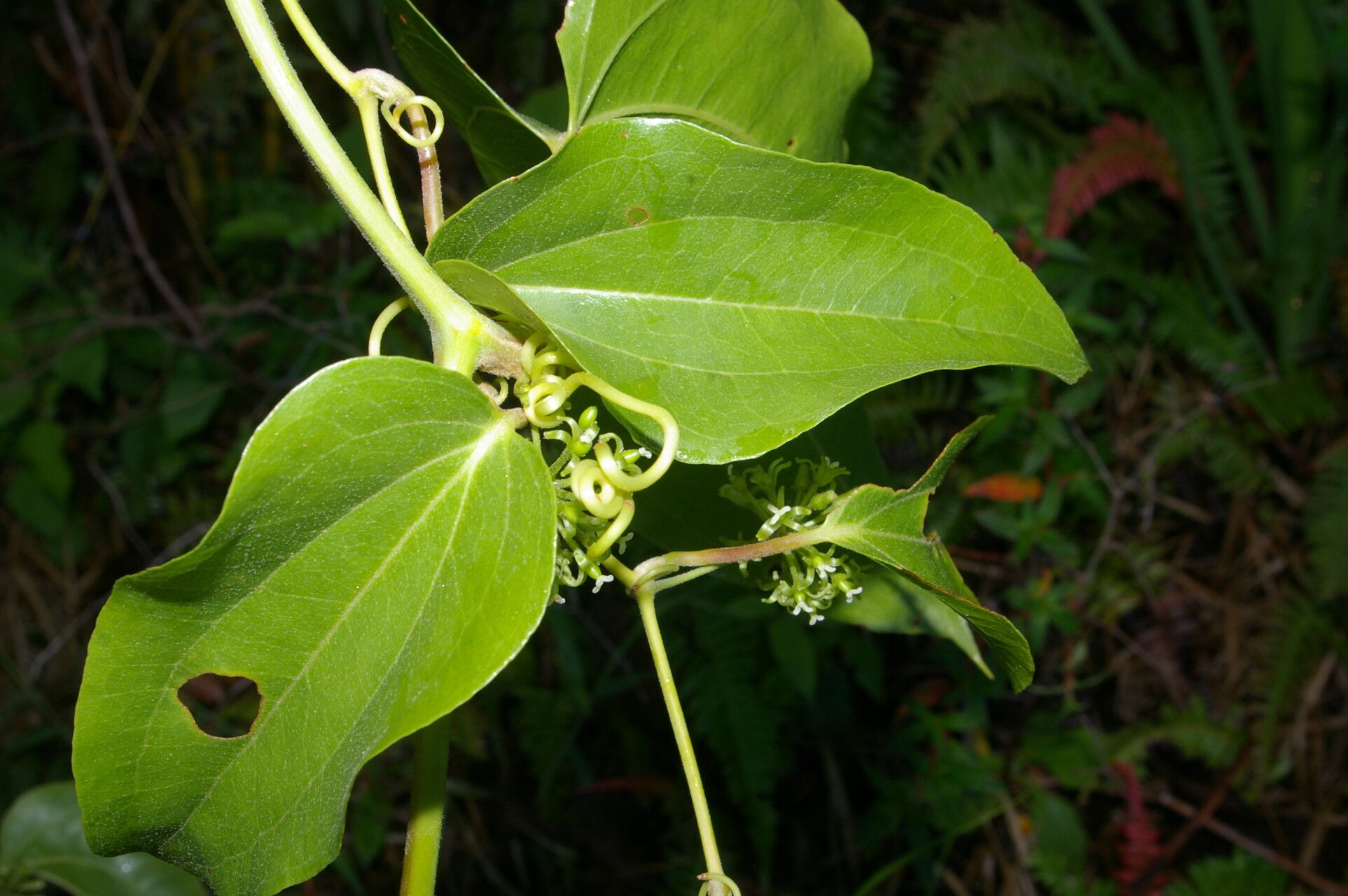 Smilax subpubescens flower