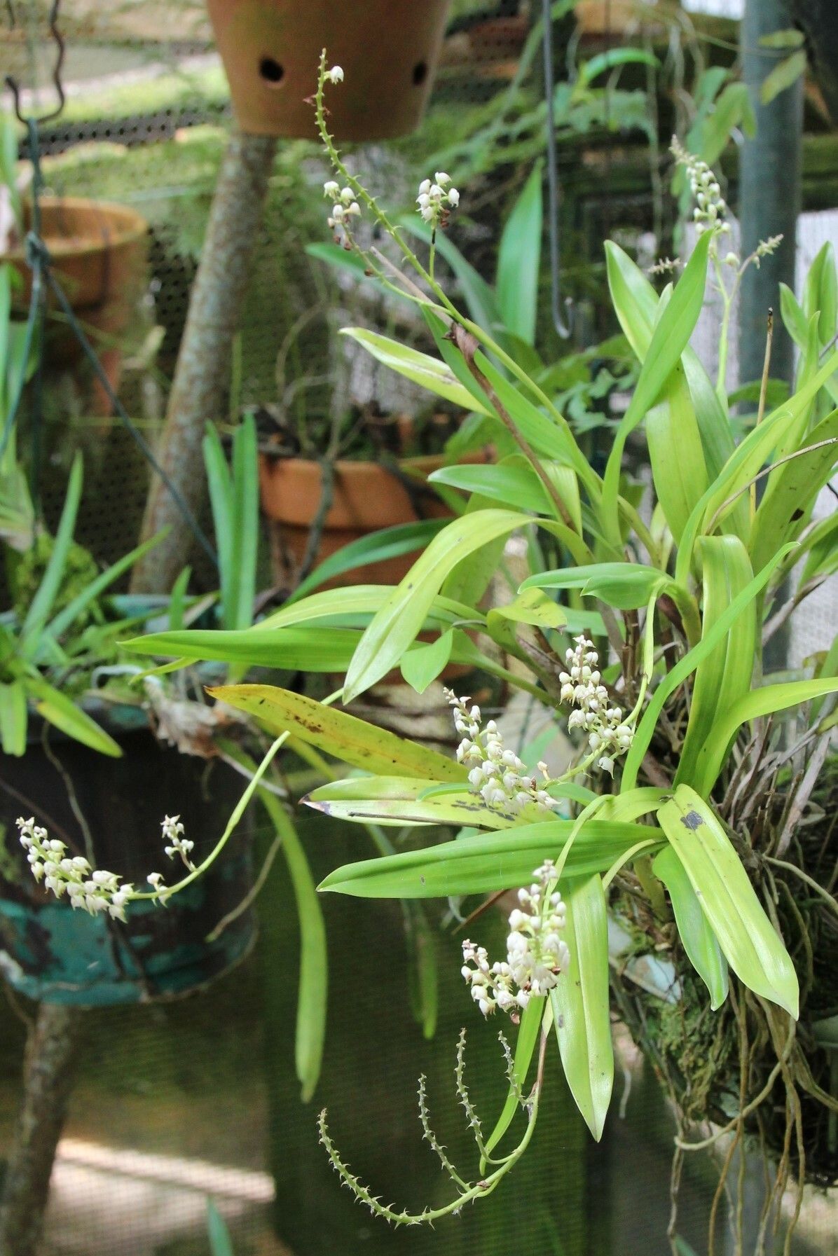 Polystachya setifera habit