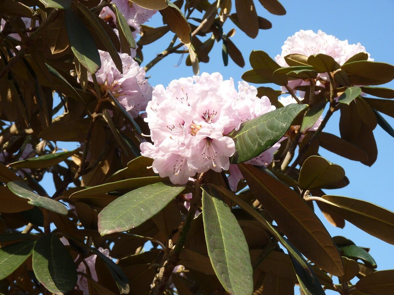 Rhododendron fulvum flower
