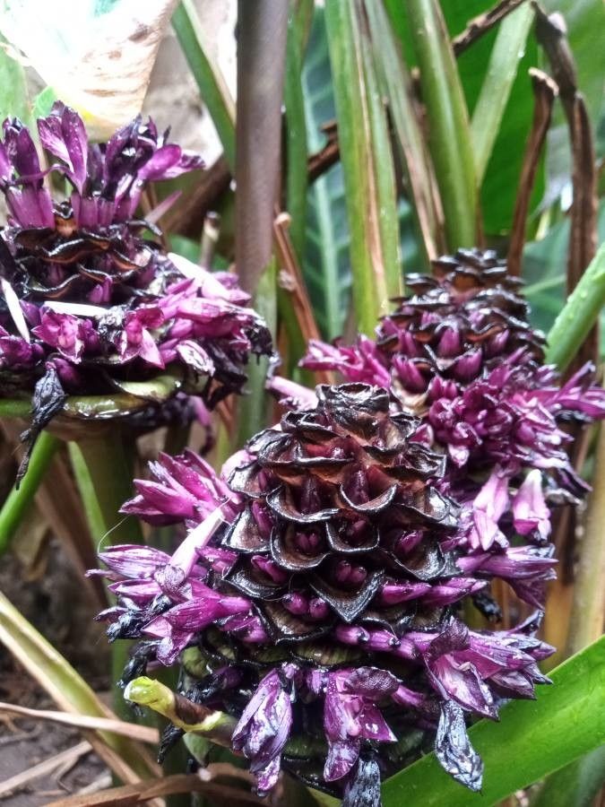 Calathea zebrina flower