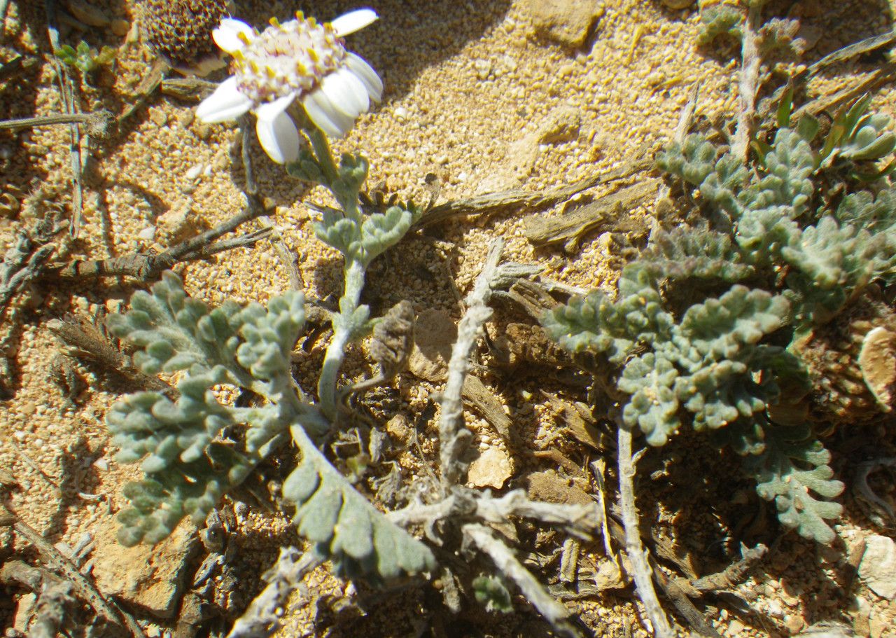 Anthemis tricolor — search result for 'Anthemis'
