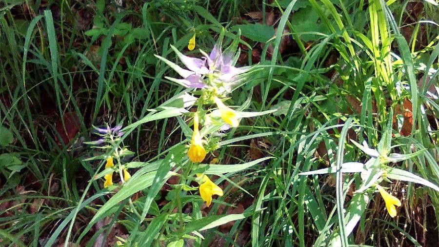 Melampyrum catalaunicum flower