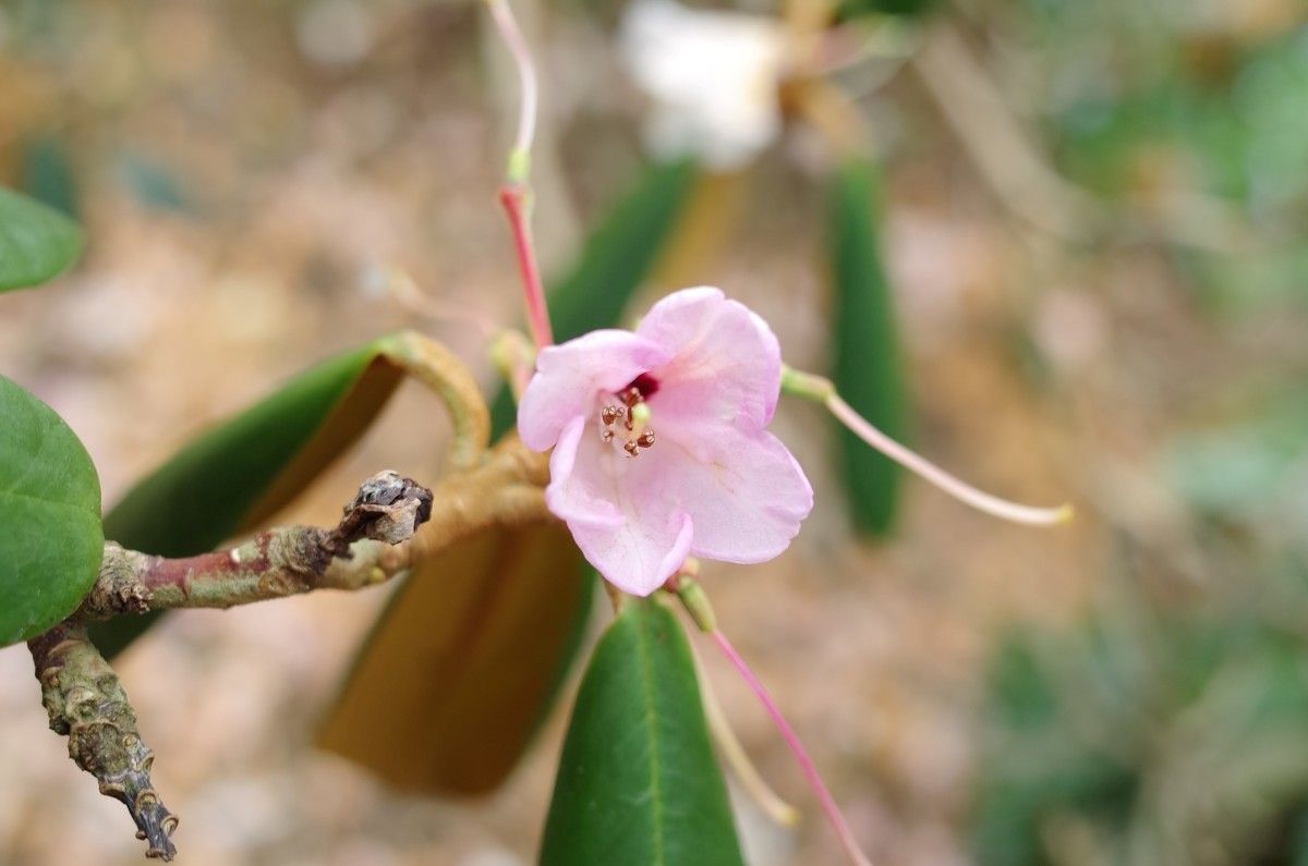 Rhododendron fulvum flower