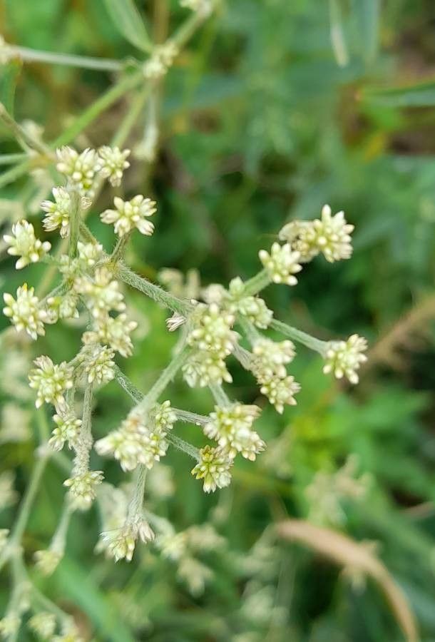Pfaffia glomerata flower
