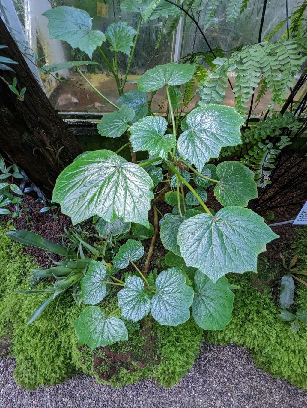 Begonia valida habit