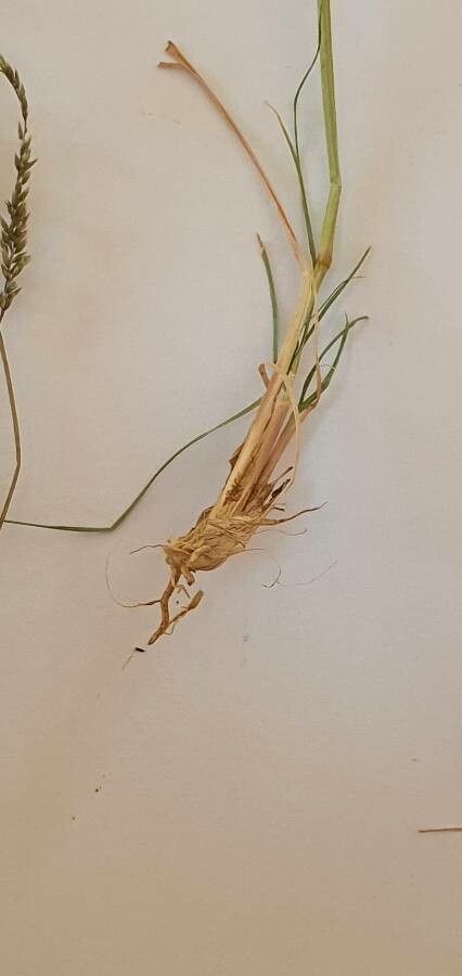 Sporobolus pellucidus — search result for 'Sporobolus'