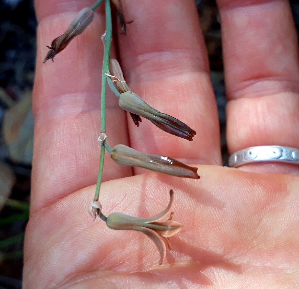 Dipcadi brevifolium flower