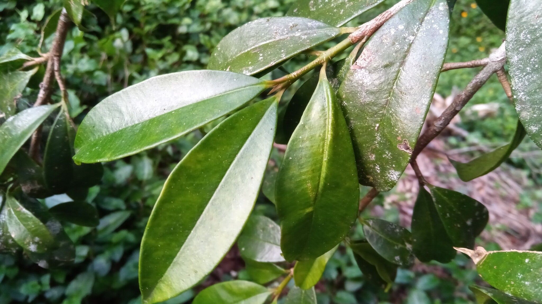 Symphonia tanalensis — houseplant care guide