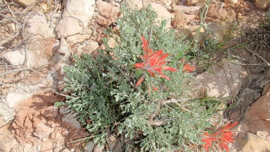 Castilleja applegatei flower