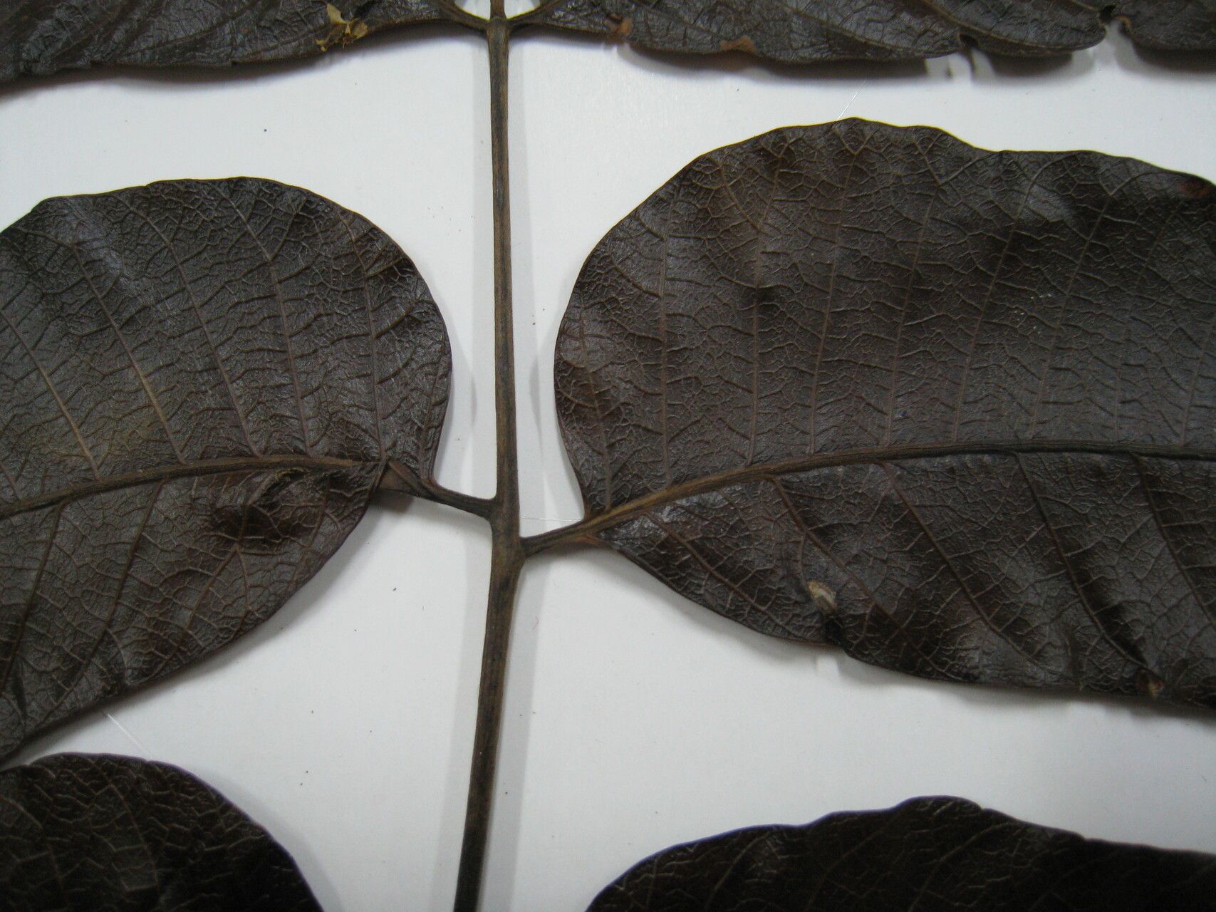 Astronium lecointei — related species from the same genus