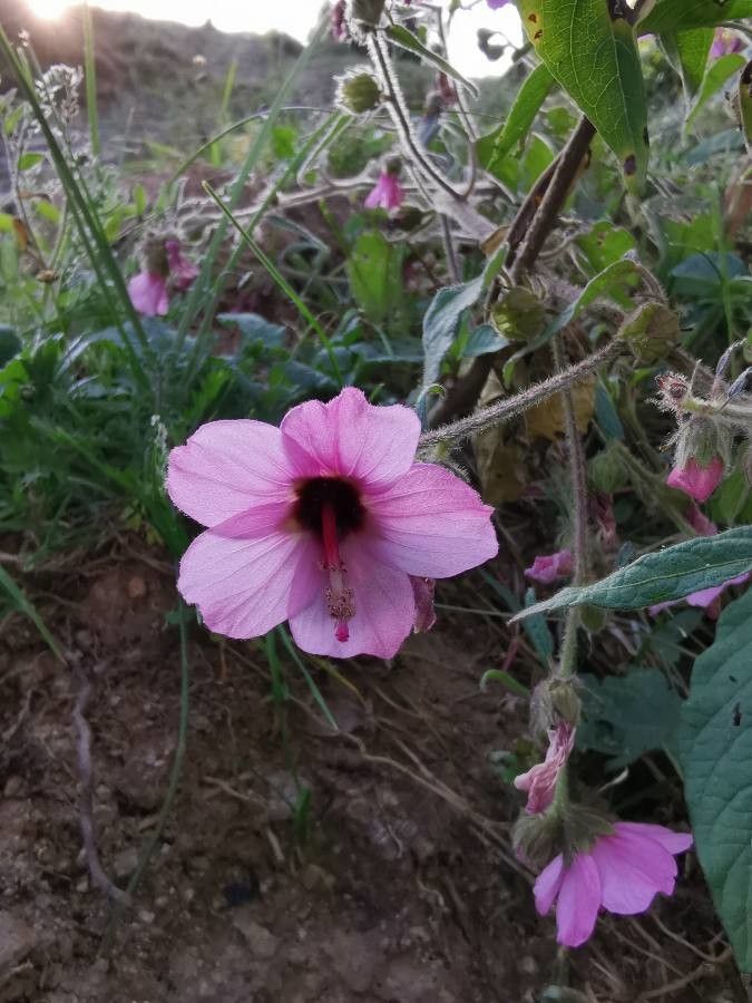Pavonia urens flower