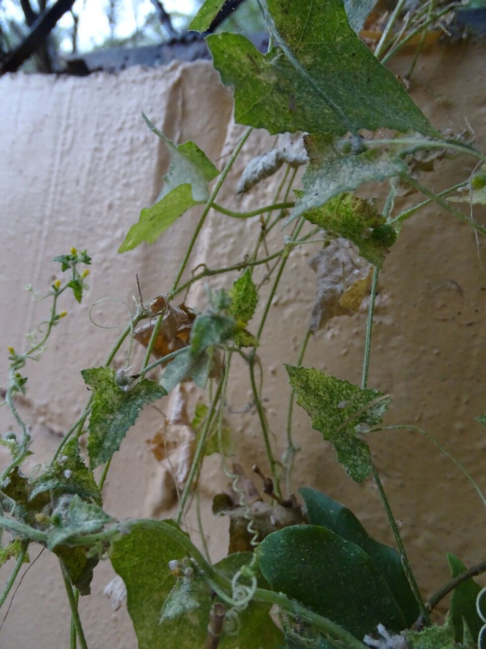 Cucumis maderaspatanus habit