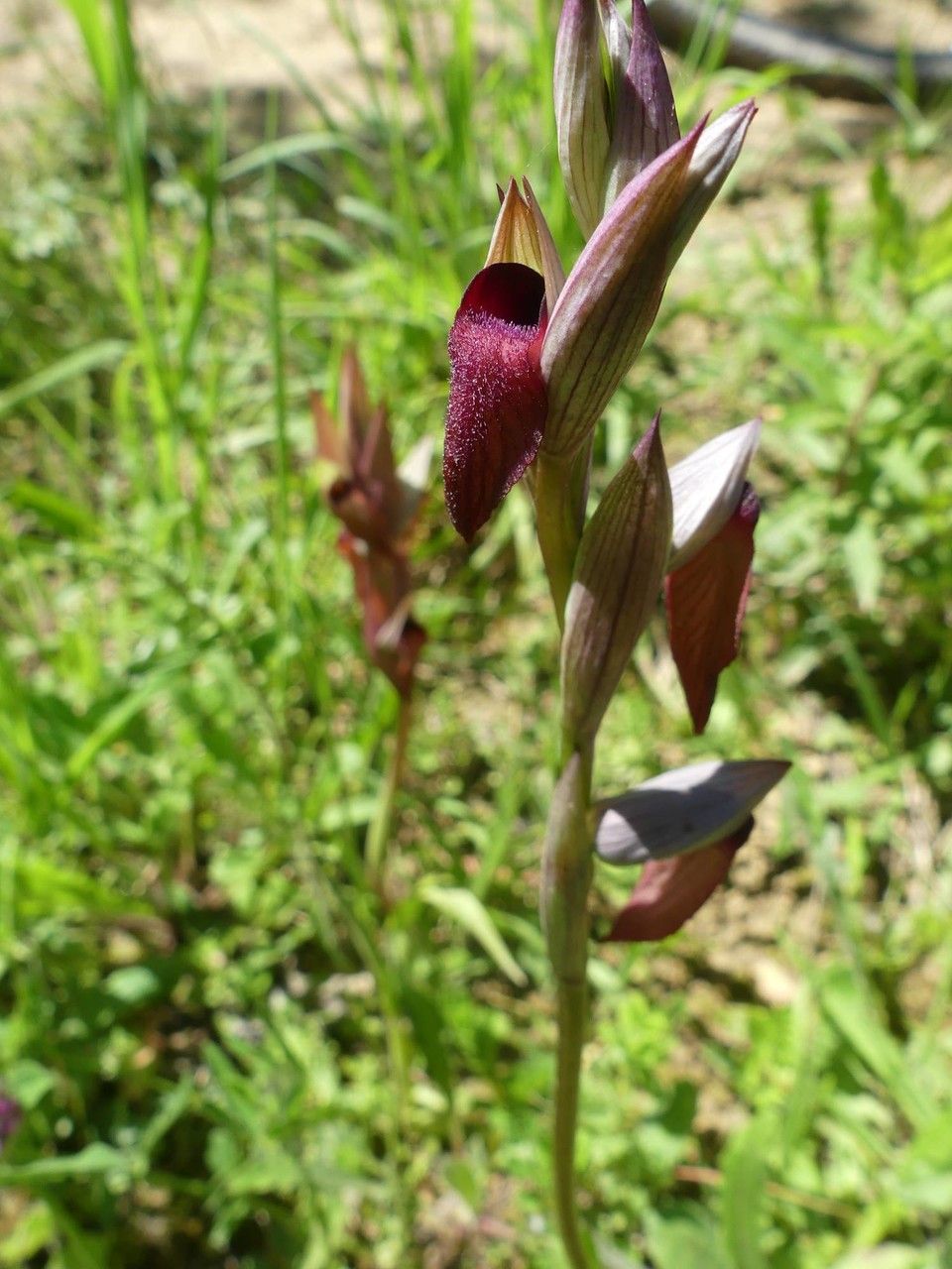 Serapias x intermedia flower