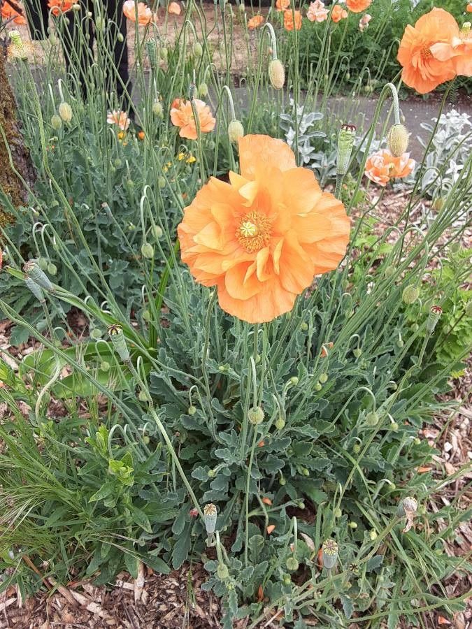 Papaver rupifragum flower
