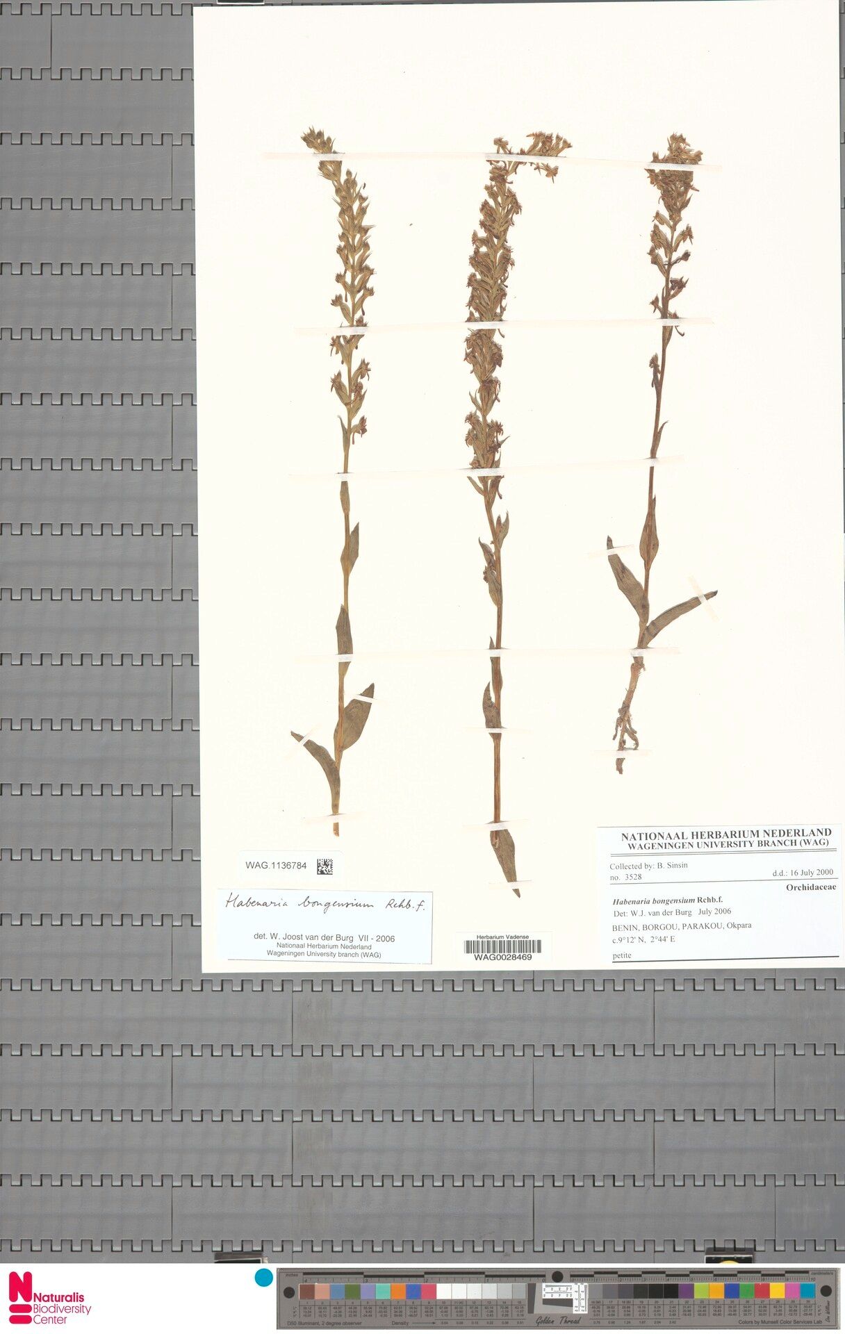 Habenaria bongensium — houseplant care guide