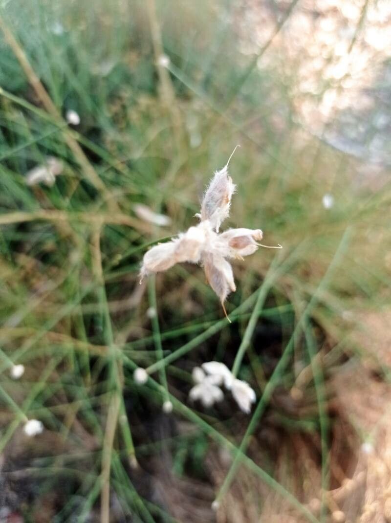 Genista umbellata fruit