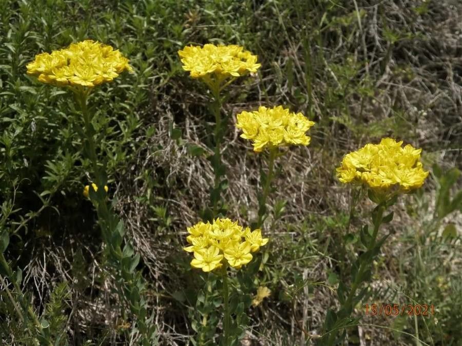 Haplophyllum suaveolens — houseplant care guide