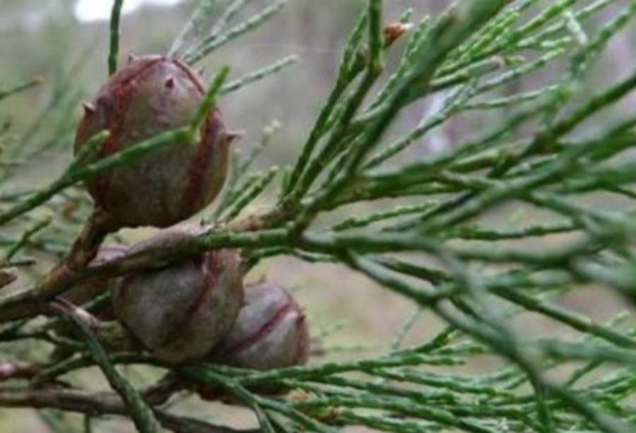 Callitris endlicheri — search result for 'Cupressaceae'