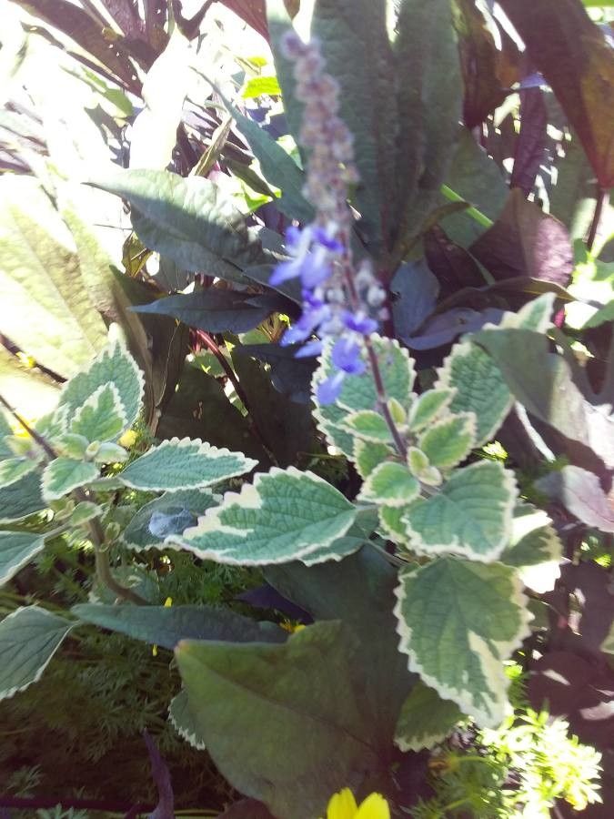 Plectranthus spp. flower