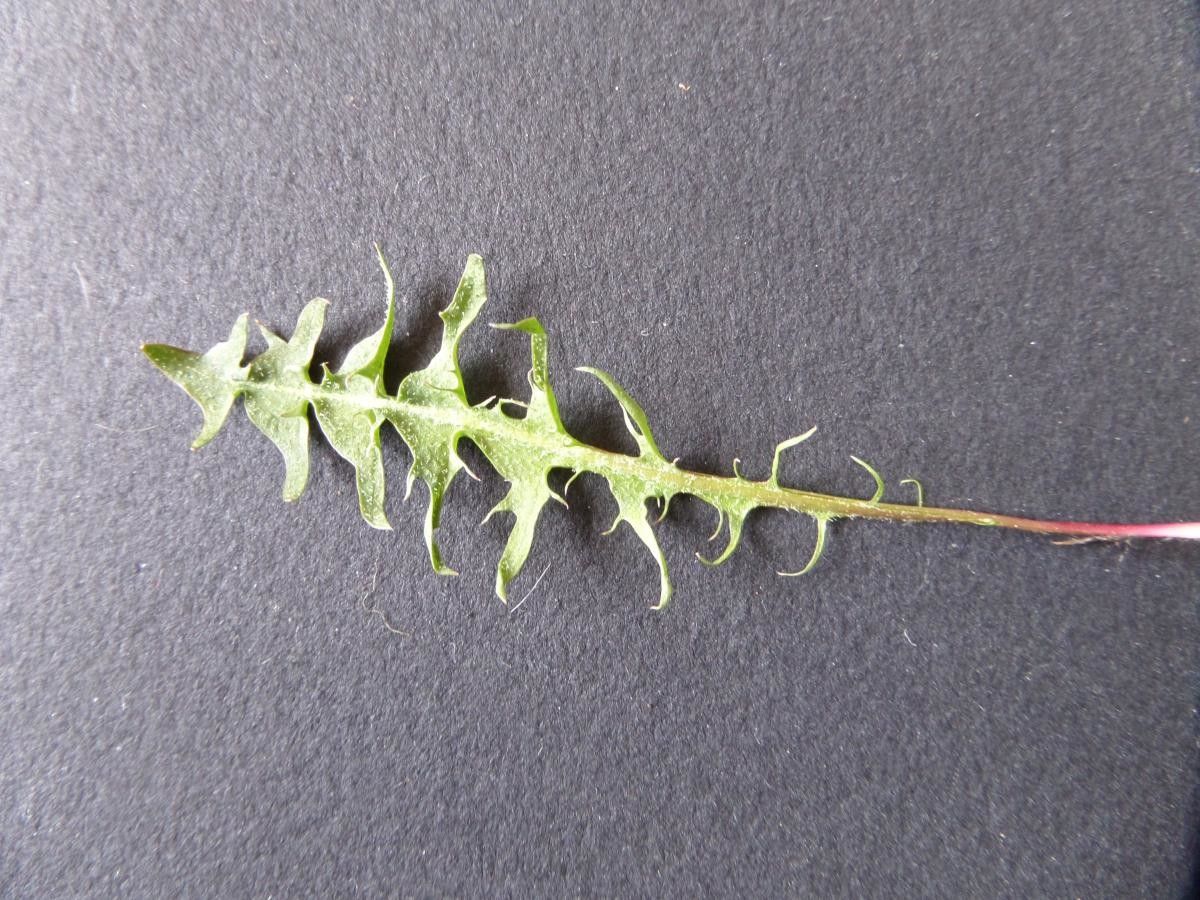 Taraxacum navarrense flower