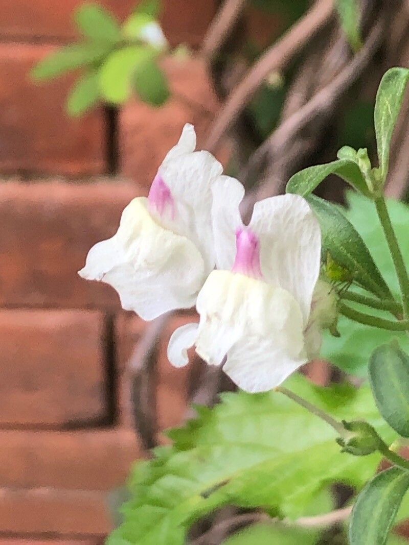 Antirrhinum pertegasii flower