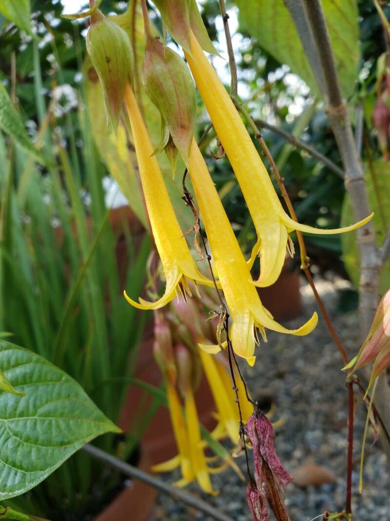 Deppea splendens flower