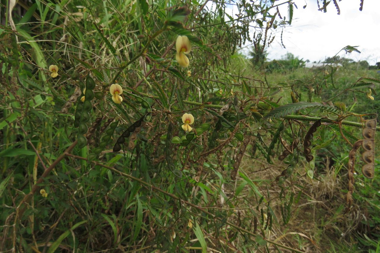 Aeschynomene americana fruit