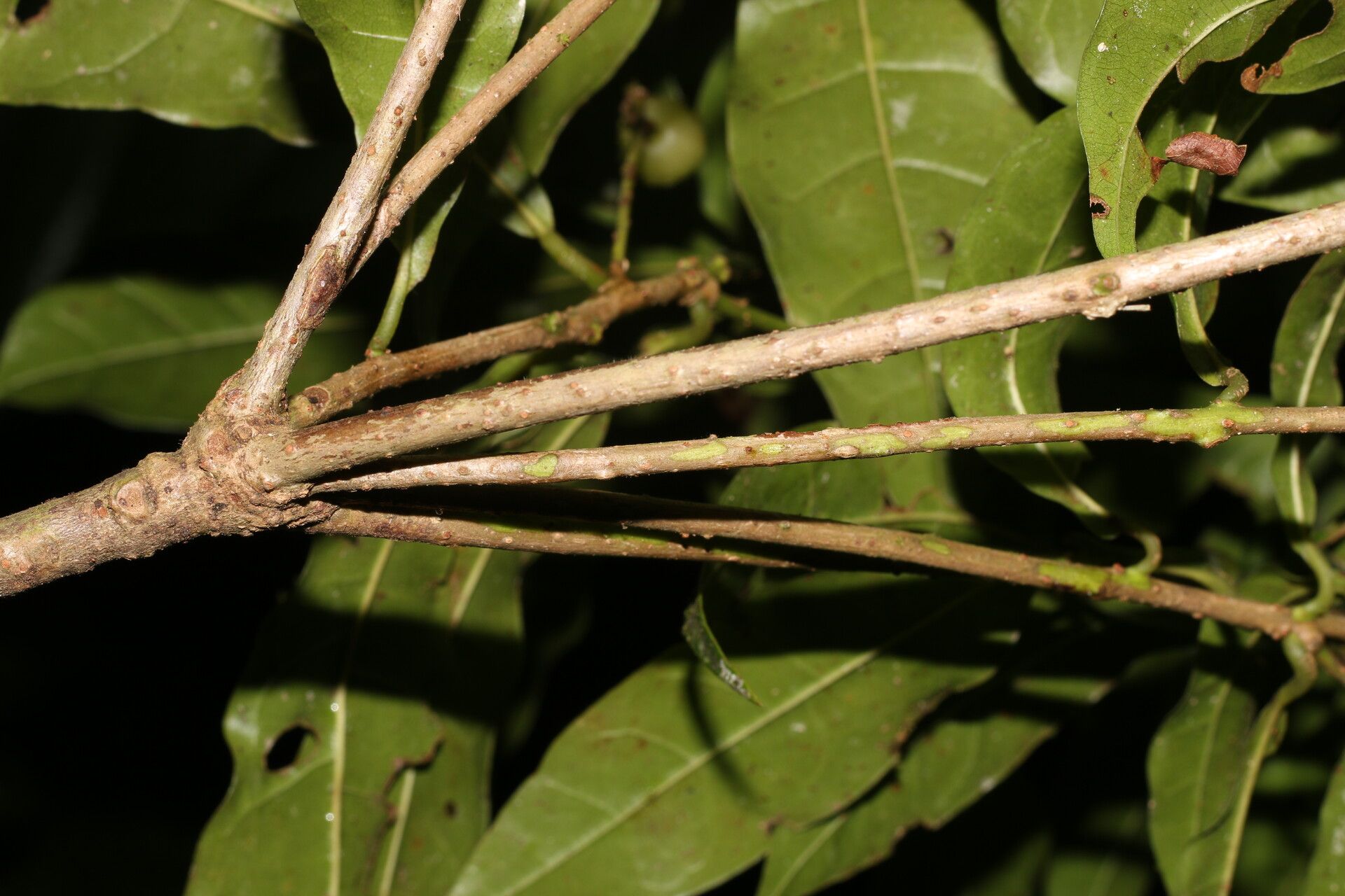 Meliosma idiopoda bark