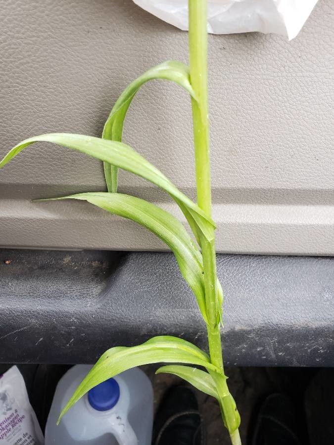 Spiranthes lacera leaf