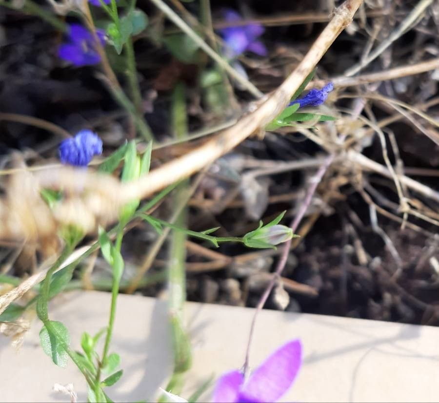 Campanula lusitanica flower