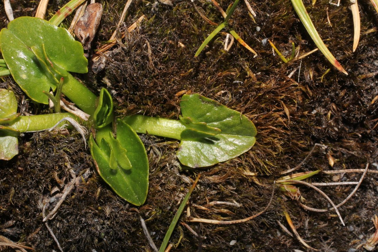 Caltha sagittata leaf