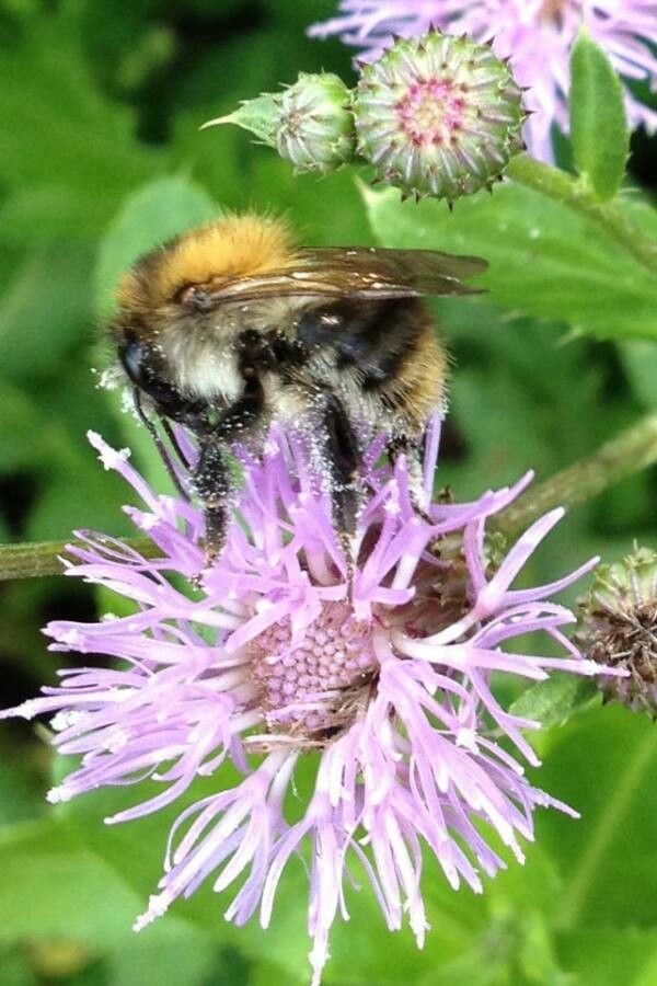 Centaurea jacea flower