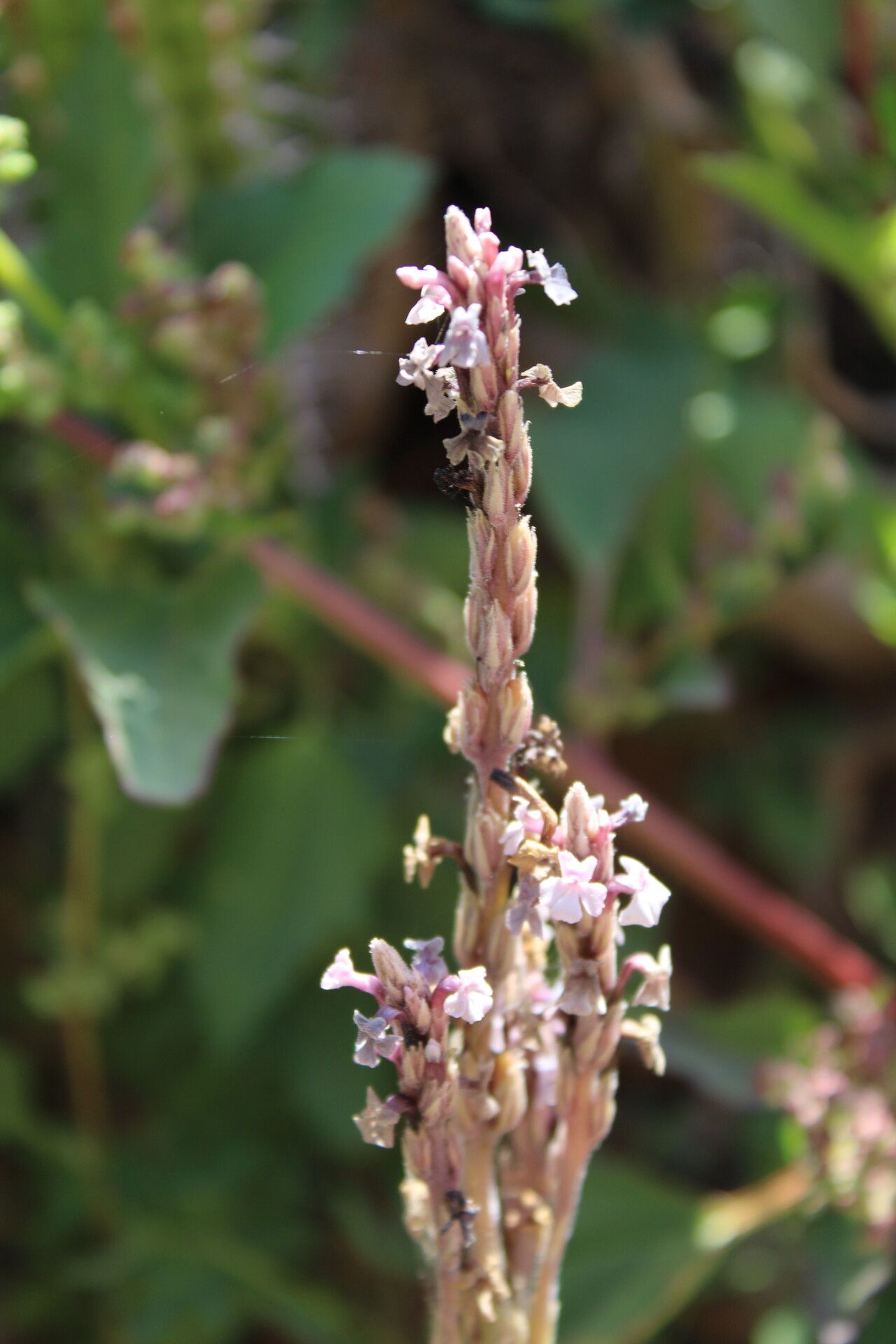 Striga barthlottii habit
