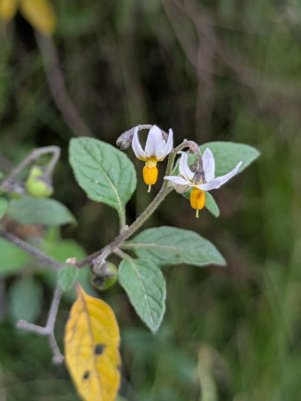 Solanum interandinum — houseplant care guide