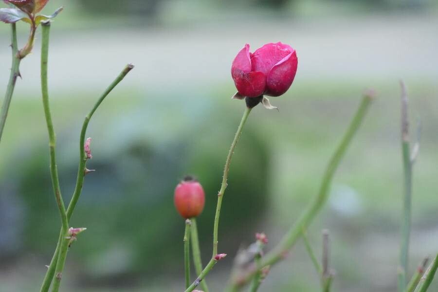 Rosa vosagiaca flower