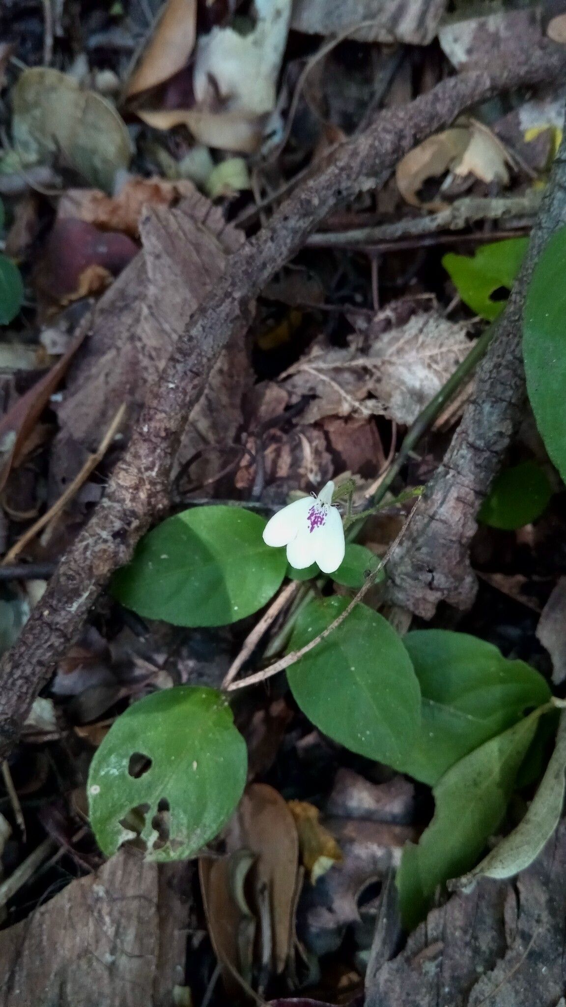 Rhinacanthus humilis flower