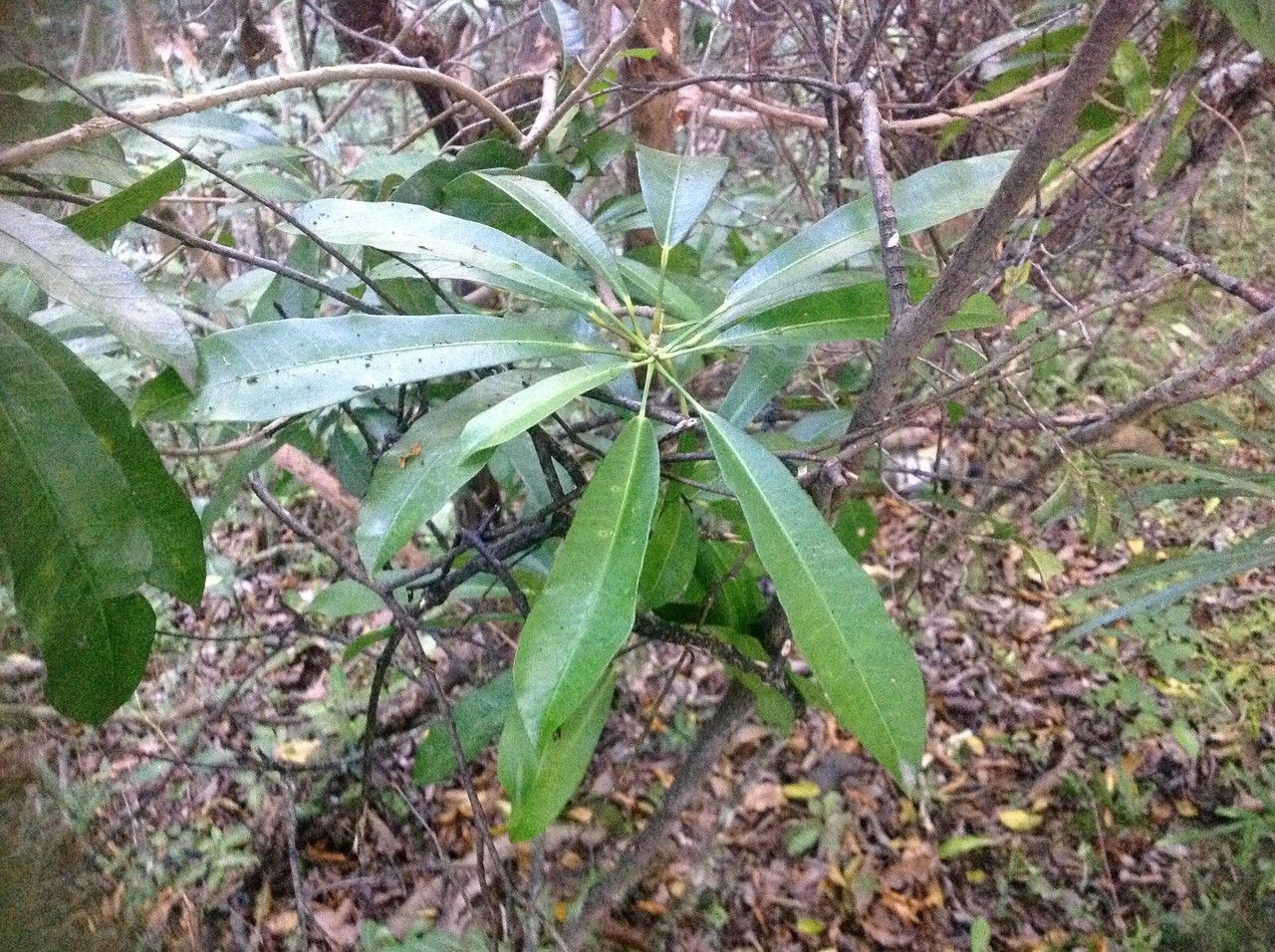 Codiaeum peltatum habit