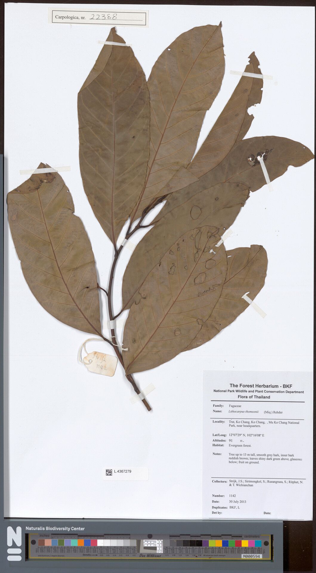 Lithocarpus thomsonii — search result for 'Lithocarpus'