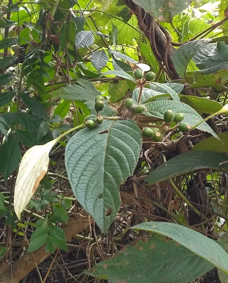 Mussaenda pubescens fruit