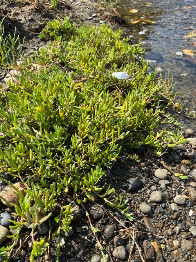 Jaumea carnosa — houseplant care guide