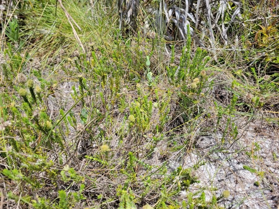 Piloblephis rigida habit