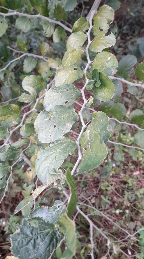 Celtis tala — search result for 'Ulmaceae'