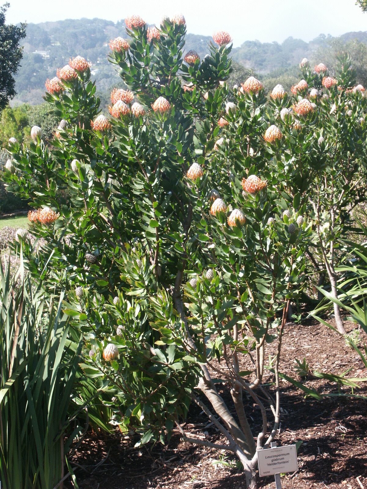 Leucospermum glabrum — search result for 'Leucospermum'