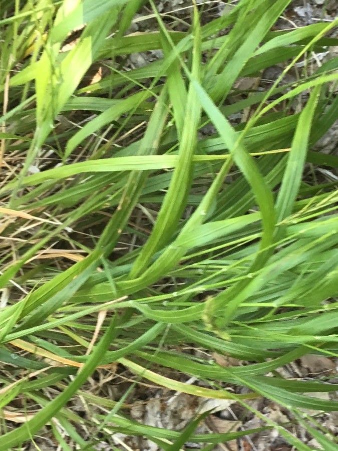 Deschampsia cespitosa — houseplant care guide