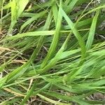 Deschampsia cespitosa