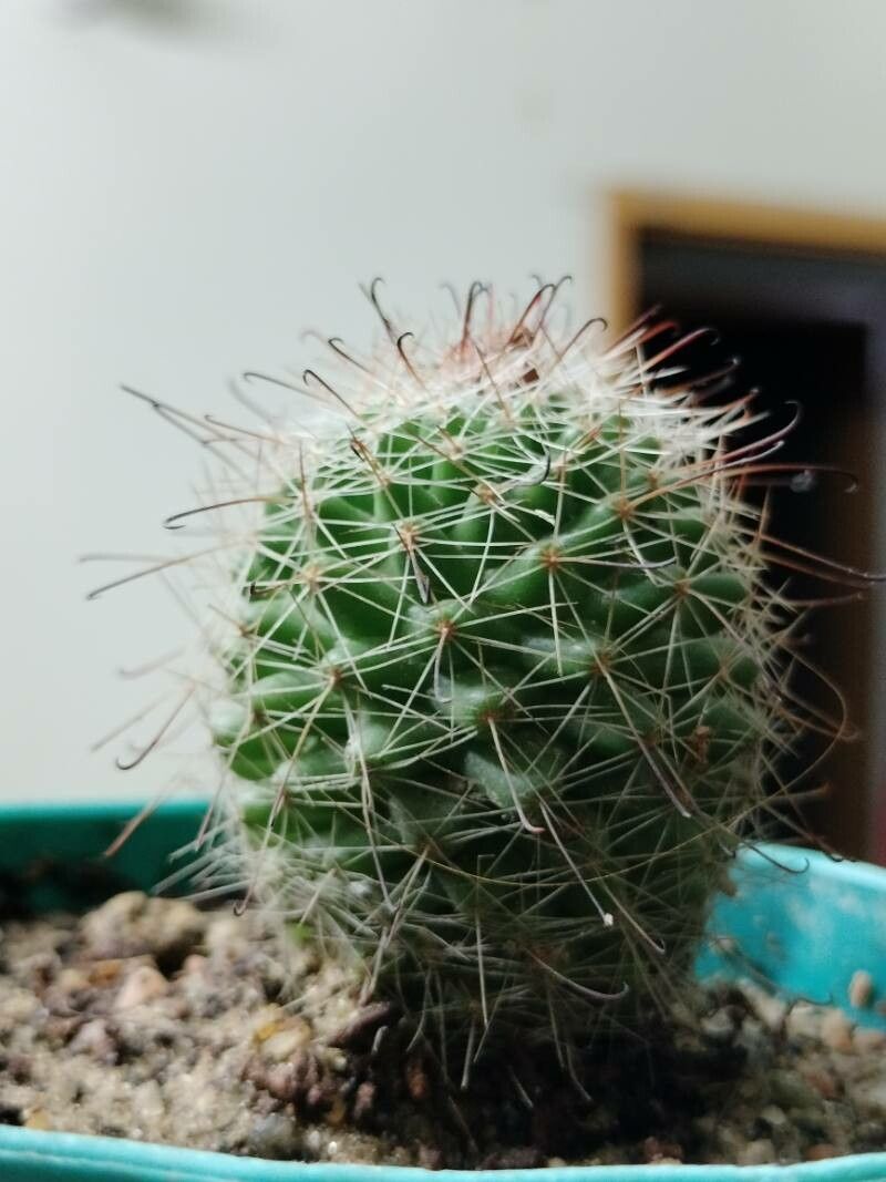 Cochemiea wrightii — houseplant care guide